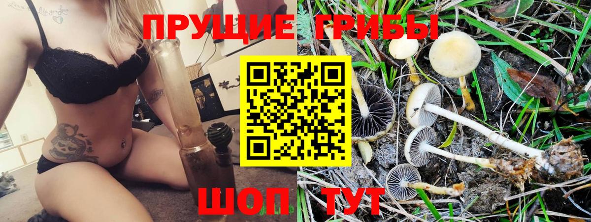 Псилоцибиновые грибы Psilocybine cubensis Людиново